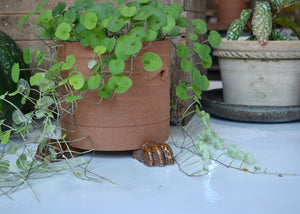 Our planter feet increase air flow around your precious plants indoors or outside. Use with or without a saucer. Each order includes 3 feet, enough for one pot. As the feet are glazed, they are safe to use directly on a wood floor or surface.