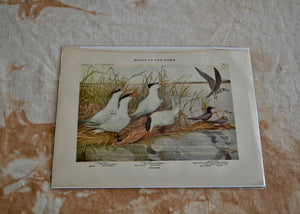 This is a vivid antique print of Caspian, Royal, and Black Terns.&nbsp;The illustration was done by famed ornithologist and artist Louis Agassiz Fuertes (1874-1927). Quittner