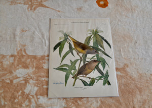 This is a vivid antique print of Connecticut Warblers.The illustration was done by famed ornithologist and artist Louis Agassiz Fuertes (1874-1927). Quittner