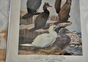 This is a vivid antique print of Common and Double-Crested Cormorants, and Gannets. The illustration was done by famed ornithologist and artist Louis Agassiz Fuertes (1874-1927). Quittner