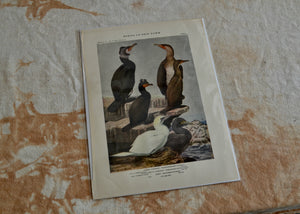 This is a vivid antique print of Common and Double-Crested Cormorants, and Gannets. The illustration was done by famed ornithologist and artist Louis Agassiz Fuertes (1874-1927). Quittner