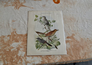 This is a vivid antique print of Mockingbirds and Catbirds. The illustration was done by famed ornithologist and artist Louis Agassiz Fuertes (1874-1927). Quittner