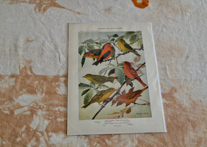 This is a vivid antique print of Scarlet Tanagers.The illustration was done by famed ornithologist and artist Louis Agassiz Fuertes (1874-1927). Quittner