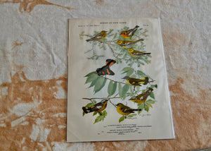 This is a vivid antique print of Blackburnian, Magnolia, and Black-Throated Green Warblers and Redstarts. The illustration was done by famed ornithologist and artist Louis Agassiz Fuertes (1874-1927). Quittner