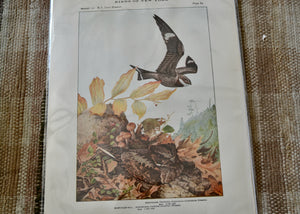 This is a vivid antique print of a Nighthawk and Whip-Poor-Will.&nbsp;The illustration was done by famed ornithologist and artist Louis Agassiz Fuertes (1874-1927). It ships in a protective sleeve with acid free backing board.