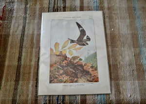 This is a vivid antique print of a Nighthawk and Whip-Poor-Will.&nbsp;The illustration was done by famed ornithologist and artist Louis Agassiz Fuertes (1874-1927). It ships in a protective sleeve with acid free backing board.