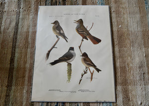 This is a vivid antique print of Flycatchers and Phoebes The illustration was done by famed ornithologist and artist Louis Agassiz Fuertes (1874-1927). It ships in a protective sleeve with acid free backing board. Quittner