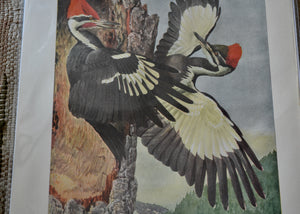 This is a vivid antique print of Northern Pileated Woodpeckers&nbsp;The illustration was done by famed ornithologist and artist Louis Agassiz Fuertes (1874-1927). It ships in a protective sleeve with acid free backing board.