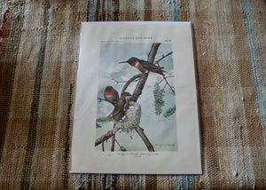 This is a vivid antique print of Ruby-Throated Hummingbirds The illustration was done by famed ornithologist and artist Louis Agassiz Fuertes (1874-1927). It ships in a protective sleeve with acid free backing board. Quittner