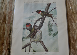 This is a vivid antique print of Ruby-Throated Hummingbirds The illustration was done by famed ornithologist and artist Louis Agassiz Fuertes (1874-1927). It ships in a protective sleeve with acid free backing board. Quittner