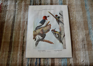 This is a vivid antique print of American Woodpeckers.&nbsp;The illustration was done by famed ornithologist and artist Louis Agassiz Fuertes (1874-1927). It ships in a protective sleeve with acid free backing board.