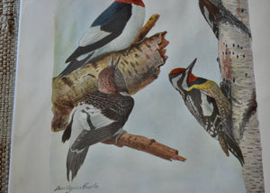 This is a vivid antique print of American Woodpeckers.&nbsp;The illustration was done by famed ornithologist and artist Louis Agassiz Fuertes (1874-1927). It ships in a protective sleeve with acid free backing board.