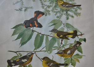 This is a vivid antique print of Warblers and Redstarts. The illustration was done by famed ornithologist and artist Louis Agassiz Fuertes (1874-1927). It ships in a protective sleeve with acid free backing board.