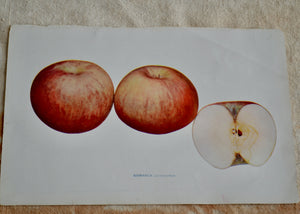 This is a vivid antique print of a Bismarck apple. It ships in a protective sleeve with acid free backing board. Quittner.