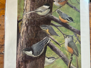 This is a vivid antique print of Chickadees, Nuthatches, and a Tufted Titmouse. The illustration was done by famed ornithologist and artist Louis Agassiz Fuertes (1874-1927). It ships in a protective sleeve with acid free backing board. Quittner.