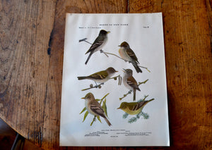 Antique Flycatcher and Pewee Print - Birds of New York