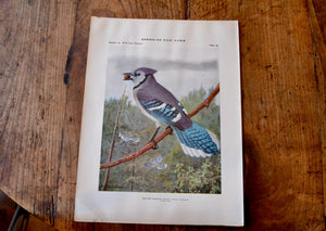 Antique Blue Jay Print - Birds of New York