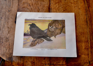 Antique Northern Raven and Canada Jay Print - Birds of New York