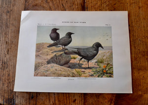 Antique Fish Crow and Crow Print - Birds of New York