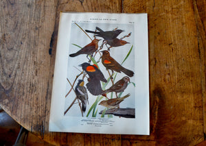Antique Blackbird and Bobolink Print - Birds of New York