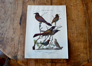 Antique Grackle, Starling, and Cowbird Print - Birds of New York