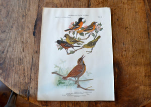 Antique Oriole and Meadowlark Print - Birds of New York