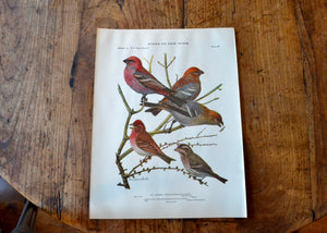 Antique Grosbeak and Finch Print - Birds of New York