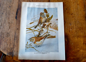 Antique Tree Sparrow and Snow Bunting Print - Birds of New York