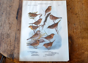 Antique Ipswich and Grasshopper Sparrow Print - Birds of New York