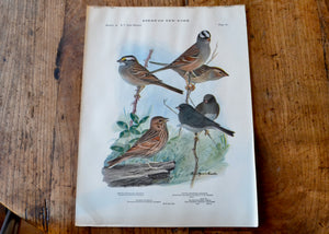 Antique Sparrow and Junco Print - Birds of New York