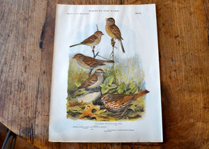 Antique Field and Fox Sparrow Print - Birds of New York