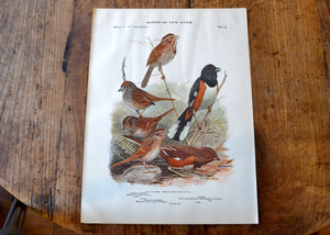 Antique Sparrow and Towhee Print - Birds of New York