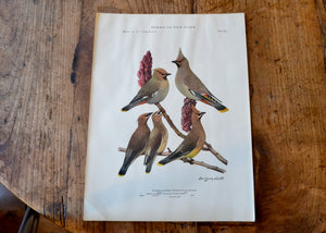 Antique Waxwing Print - Birds of New York