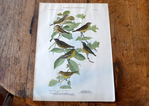 Antique Vireo Print - Birds of New York