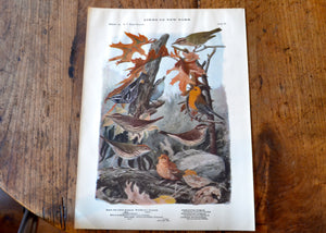 Antique Warbler and Thrush Print - Birds of New York