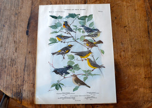 Antique Warbler Print - Birds of New York - Parula, Cerulean, Myrtle...