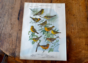 Antique Warbler Print - Birds of New York