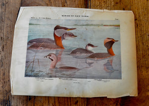 Antique Grebe Print - Birds of New York