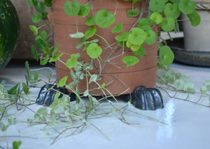 Our planter feet increase air flow around your precious plants indoors or outside. Use with or without a saucer. Each order includes 3 feet, enough for one pot. As the feet are glazed, they are safe to use directly on a wood floor or surface. Quittner.