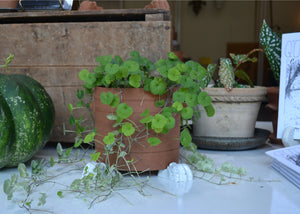 Our planter feet increase air flow around your precious plants indoors or outside. Use with or without a saucer. Each order includes 3 feet, enough for one pot. As the feet are glazed, they are safe to use directly on a wood floor or surface. Quittner.