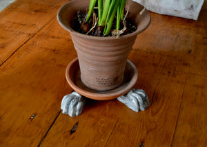 Our planter feet increase air flow around your precious plants indoors or outside. Use with or without a saucer. Each order includes 3 feet, enough for one pot. As the feet are glazed, they are safe to use directly on a wood floor or surface. Quittner.