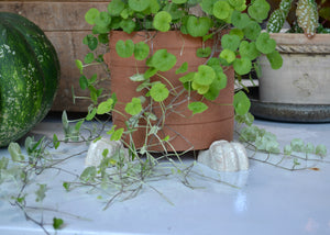 Our planter feet increase air flow around your precious plants indoors or outside. Use with or without a saucer. Each order includes 3 feet, enough for one pot. As the feet are glazed, they are safe to use directly on a wood floor or surface. Quittner.