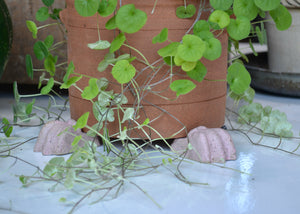 Our planter feet increase air flow around your precious plants indoors or outside. Use with or without a saucer. Each order includes 3 feet, enough for one pot. As the feet are glazed, they are safe to use directly on a wood floor or surface. Quittner.