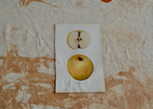 This is a vivid antique print of a Pumpkin Sweet apple. It ships in a protective sleeve with acid free backing board. Quittner.