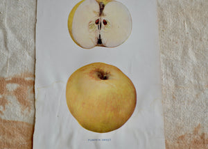 This is a vivid antique print of a Pumpkin Sweet apple. It ships in a protective sleeve with acid free backing board. Quittner.