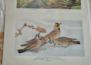 This is a vivid antique print of Skylarks, Horned Larks and Prairie Horned Larks. The illustration was done by famed ornithologist and artist Louis Agassiz Fuertes (1874-1927). It ships in a protective sleeve with acid free backing board. Quittner.