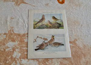 This is a vivid antique print of Skylarks, Horned Larks and Prairie Horned Larks. The illustration was done by famed ornithologist and artist Louis Agassiz Fuertes (1874-1927). It ships in a protective sleeve with acid free backing board. Quittner.