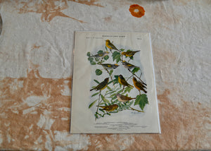 This is a vivid antique print of various warblers, includes the Tennessee Warbler and Nashville Warbler. The illustration was done by famed ornithologist and artist Louis Agassiz Fuertes (1874-1927). It ships in a protective sleeve with acid free backing board. Quittner. 