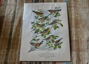 This is a vivid antique print of Bay-Breasted, Black-Polled, and Chestnut-Sided Warblers.&nbsp;The illustration was done by famed ornithologist and artist Louis Agassiz Fuertes (1874-1927). It ships in a protective sleeve with acid free backing board. Quittner.