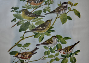 This is a vivid antique print of Bay-Breasted, Black-Polled, and Chestnut-Sided Warblers.&nbsp;The illustration was done by famed ornithologist and artist Louis Agassiz Fuertes (1874-1927). It ships in a protective sleeve with acid free backing board. Quittner.